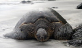   Hawaii. This was taken big island early but guy just there. Hawaii there  